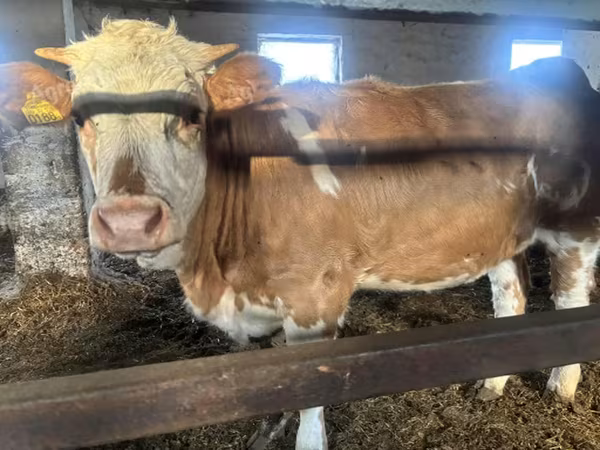 Krowa, Węgierska szara rasa — Węgry