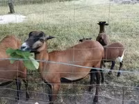母羊, Cameroon sheep — 照片 4