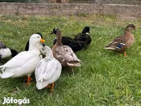 Ducks — الصورة 1