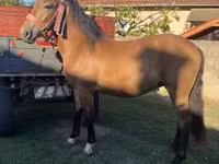 Caballo, Caballos — foto 3
