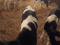 ثور, Russian Black pied cattle — الصورة 2