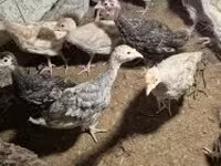 Turkeys — photo 4