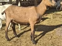 Cabras (lote, sexo não especificado), Alpine goat — foto 6