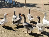 Geese — zdjęcie 1