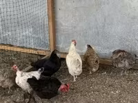 Chickens — 6-сурет