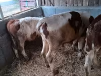 Byk, Simmental cattle — zdjęcie 6