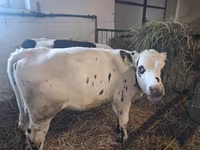 Krava, Russian Black pied cattle — fotografija 3