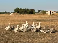 Ducks — फ़ोटो 3