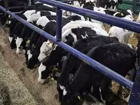 Bull, Holstein breed — photo 3