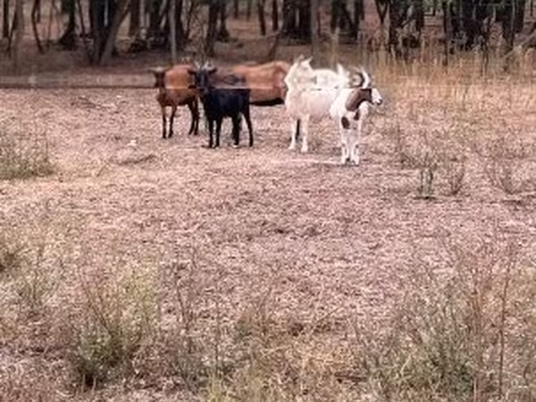 Koza, Kozy — Węgry