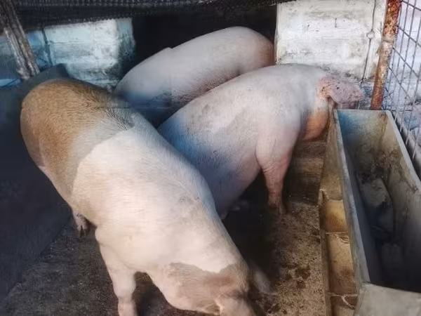 Porcs (lot, sexe non indiqué), Porcs