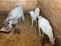 母山羊, Goats — 照片 6