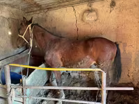 Koń, Horse breed — zdjęcie 3