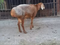 Ovan, Saryarka sheep — fotografija 2