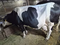 Krowa, Russian Black pied cattle — zdjęcie 2