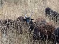 母羊, Racka sheep — 照片 2