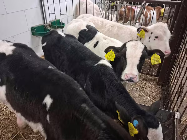 Byk, Russian Black pied cattle