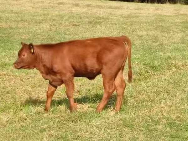 Touro, Aberdeen-Angus — Hungria