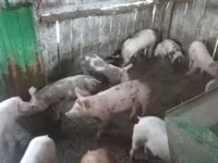 母猪, Pigs — 照片 1
