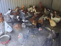 Chickens — foto 1