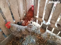 Chickens — Foto 5