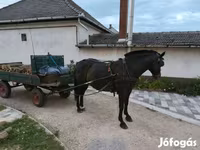Yegua, Caballos — foto 4