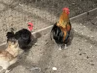 Chickens — foto 3