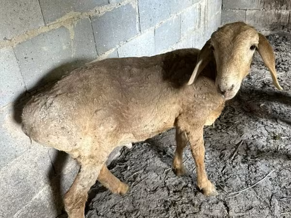 Ovca, Katum sheep