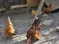 Chickens — foto 3