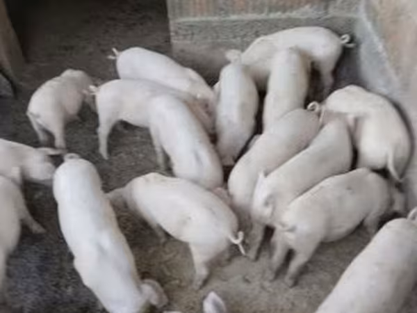 Svinje (partija, pol nije naveden), Крупная белая