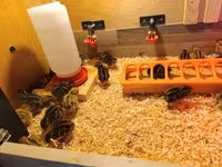 Quails — zdjęcie 2