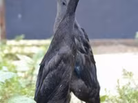 इंडियन रनर — फ़ोटो 2