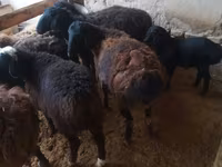 Ovan, Jaidara sheep — fotografija 2