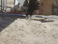 Ayam Cemani — foto 3