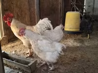 Chickens — foto 6