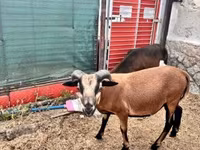 Widder, Cameroon sheep — Foto 4