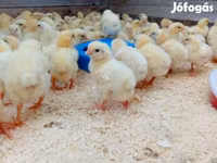 Chickens — 照片 4