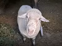 Ovan, Merino sheep — fotografija 1