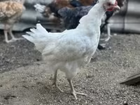 Chickens — foto 6