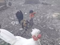 Chickens — photo 1