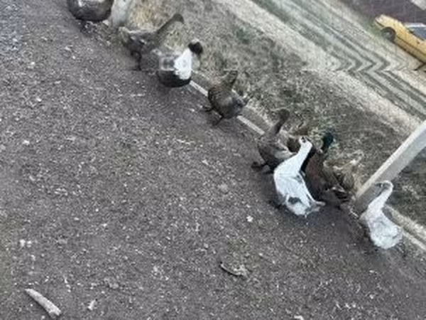 Ducks