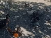 بادوفانا — الصورة 3