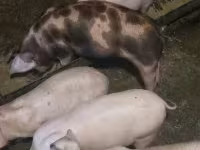 猪（批次，未指定性别）, Pigs — 照片 3