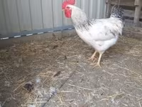 Chickens — Foto 2