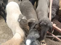 羊（ロット、性別未指定）, Edilbay sheep — 写真 2