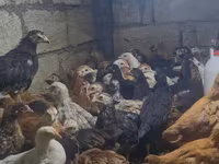 Chickens — fotografija 2