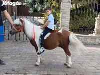 公马, Horses — 照片 1