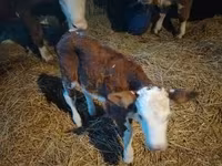 Toro, Simmental cattle — foto 6