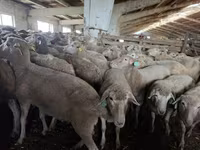 Ovca, Kuibyshev sheep — fotografija 1