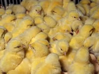 Chickens — fotografija 6